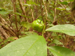Phyllanthus grandifolius
