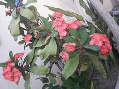 Euphorbia milii