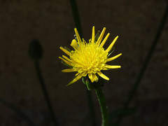 Scorzonera laciniata