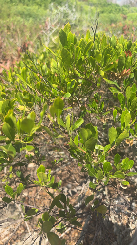 Dodonaea viscosa observed 2026-07-17