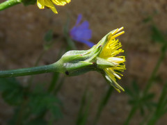 Scorzonera laciniata