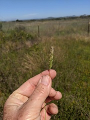 Phalaris angusta