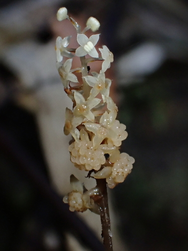 Soridium spruceanum (Soridium spruceanum)