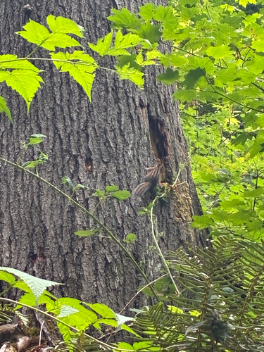 Townsend's Chipmunk observed by wormgirl111