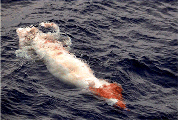 Atlantic giant squid