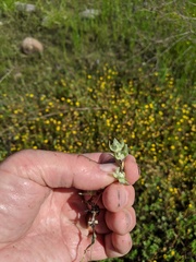 Psilocarphus tenellus