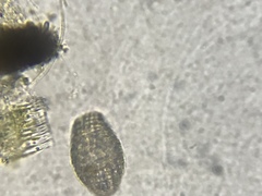 Colepidae