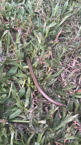 Eastern Glass Lizard observed by roombaxchainsaw