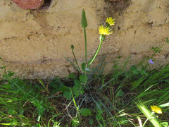 Scorzonera laciniata
