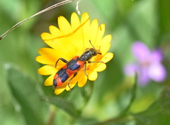 Trichodes punctatus