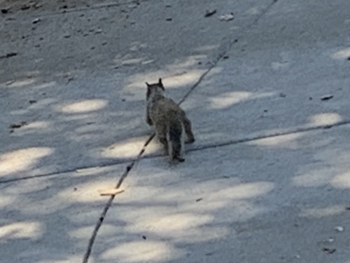 Douglas's Ground Squirrel observed by silveradojim