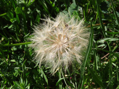 Scorzonera laciniata