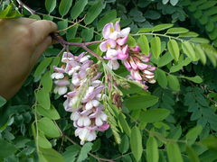 Robinia × ambigua