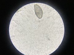 Colepidae