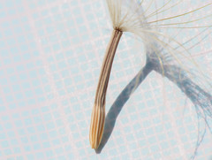 Scorzonera laciniata