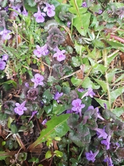 Glechoma hederacea