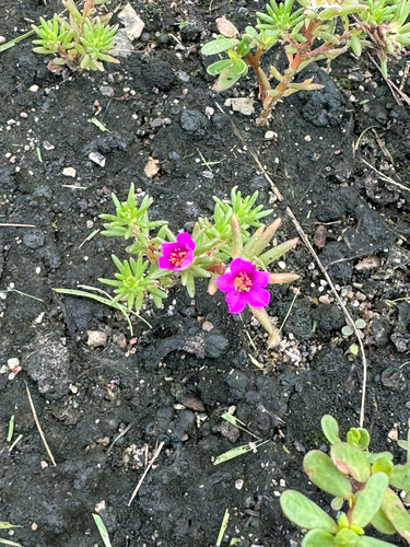 shaggy portulaca