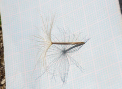 Scorzonera laciniata