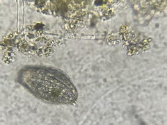 Colepidae