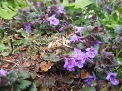 Glechoma hederacea