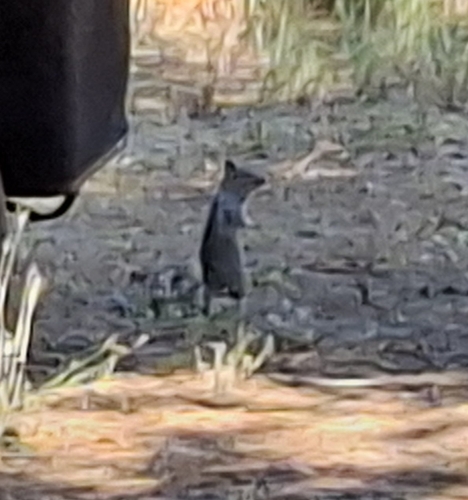 Otospermophilus douglasii observed by berends