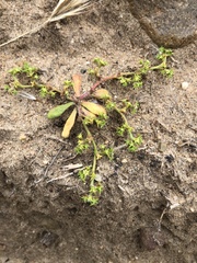 Chorizanthe procumbens