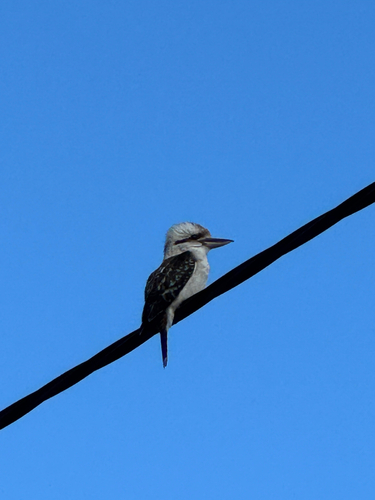 Laughing Kookaburra