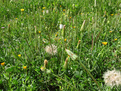 Scorzonera laciniata