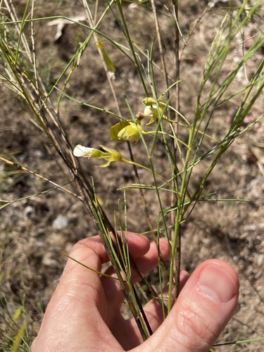 Templetonia hookeri observed 2026-07-18