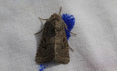 Protorthodes melanopis