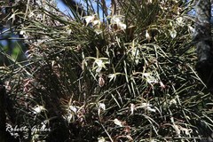 Brassavola tuberculata