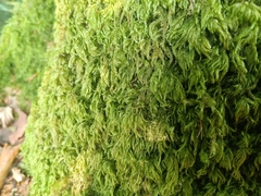 Isothecium myosuroides (Isothecium myosuroides)