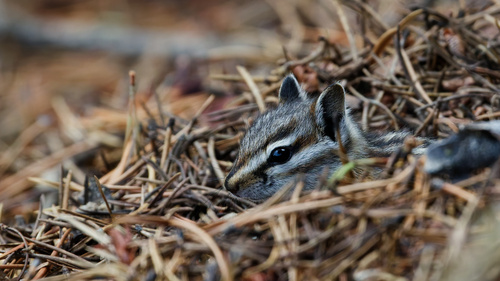 Uinta Chipmunk observed by daughterdad