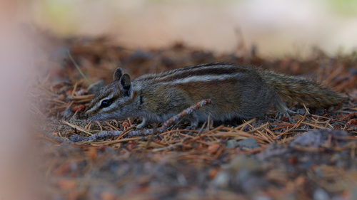 Uinta Chipmunk observed by daughterdad