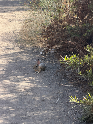 Desert Cottontail observed by russell41617