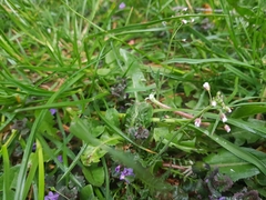 Capsella bursa-pastoris