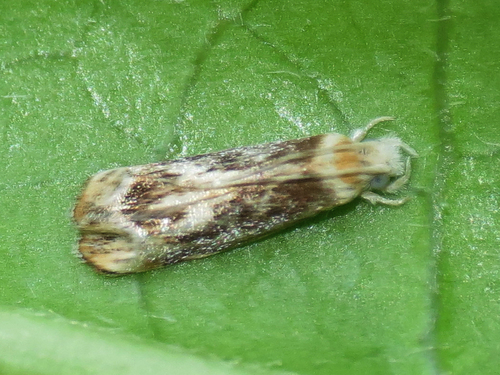 Hawaiian Dancing Moth