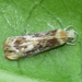 Hawaiian Dancing Moth - Photo (c) C. Mallory, some rights reserved (CC BY-NC), uploaded by C. Mallory