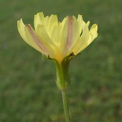 Pyrrhopappus pauciflorus