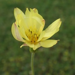 Pyrrhopappus pauciflorus