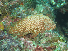 Cephalopholis cyanostigma