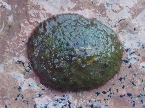 Cellana talcosa observed 2026-07-10