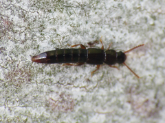 Phloeocharinae