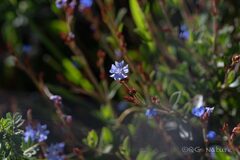 Ceratostigma minus