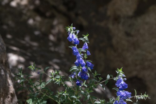 Nepeta hemsleyana