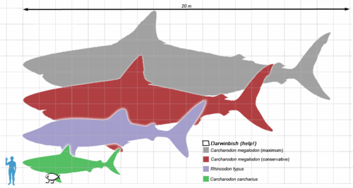 megalodon