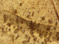 Corythucha confraterna