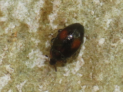 Nipus biplagiatus