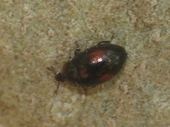 Nipus biplagiatus