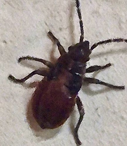 Eustromula validum